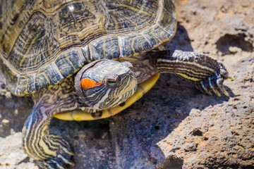 Close up of Red-eared Slider (Trachemys scripta elegans) turtle sunbathing, California