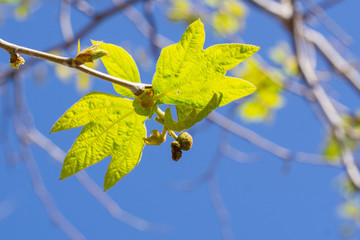 Obraz premium New western sycamore leaves on a blue sky background, California