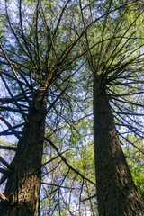 Large pine trees, California