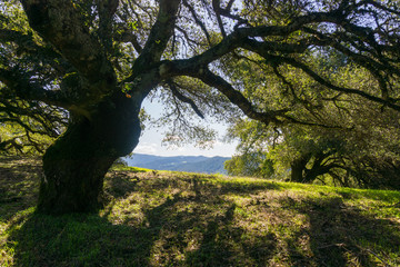 Large oak tree providing shade, Sugarloaf Ridge State park, Sonoma County, California