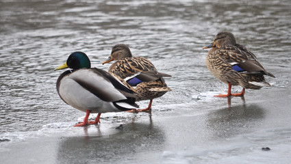 Wild ducks on the frozen river bank