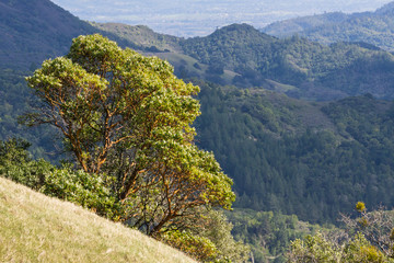 Madrone tree (Arbutus menziesii) on the hills of Sonoma County, Sugarloaf Ridge State Park, California