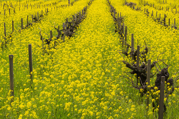 Field of wild mustard in bloom at a vineyard in the spring, Sonoma Valley, California