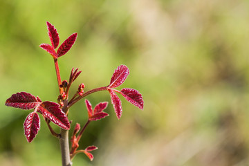 New poison oak (Toxicodendron diversilobum) leaves and berries, California