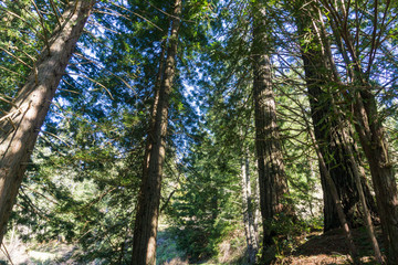 Redwood trees (Sequoia sempervirens) forest, California