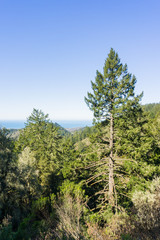 Tall Douglas Fir (Pseudotsuga menziesii) on the coastal hills of San Francisco bay peninsula, California