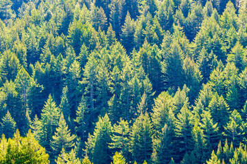 Dense Douglas Fir (Pseudotsuga menziesii) forest, California