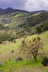 Fototapeta na wymiar Meadow on the valleys of Rancho Canada del Oro Open Space Preserve, California