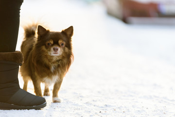 The shih tzu dog has playing snow in the morning and winter season at Helsinki, Finland.