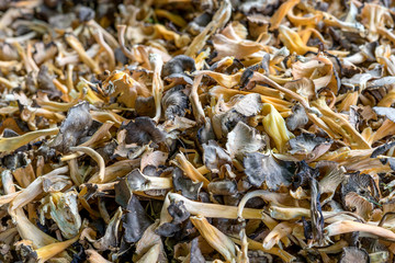 fresh, brown wild mushrooms