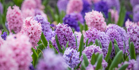 Large flower bed with multi-colored hyacinths, traditional easter flowers, flower background, easter background