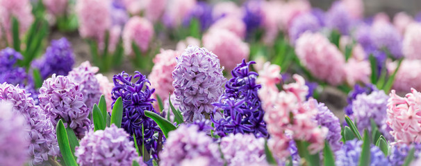 Large flower bed with multi-colored hyacinths, traditional easter flowers, flower background,...