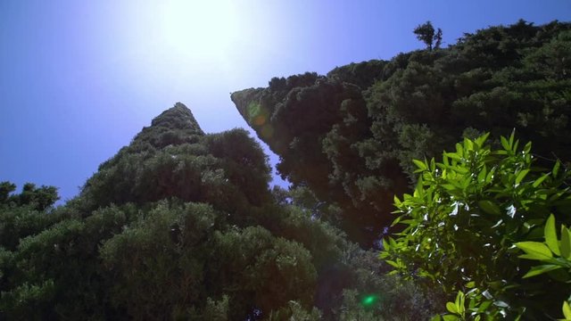 An unsteady mid shot pans right angled up under triangular tall trees with light flaring into the lens under a blue sky