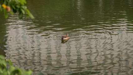 Ducks in Central Park