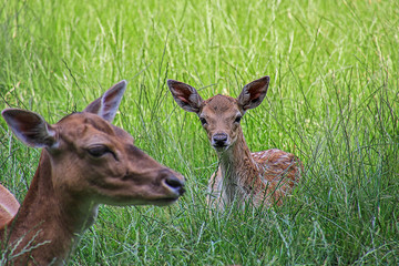 Damwild Kitz mit Mutter