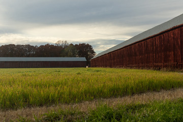 two old red barns in a lonely farm meadow on a warm afternoon