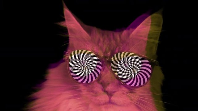 cat kitten meow animal purr cute feline disco hypnotic