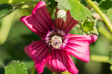 Close up of Island Tree Mallow (Malva assurgentiflora), Ulistac Natural Area, California; selective focus