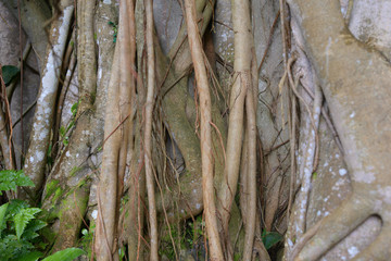 tree roots background