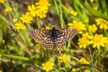 Bay Checkerspot butterfly (Euphydryas editha bayensis) on goldfield wildflowers; classified as a federally threatened species, San Francisco Bay area, California