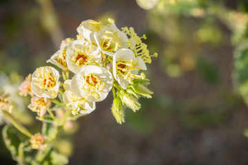 Close up of Chylismia claviformis (browneyes or brown-eyed primrose) wildflowers, Anza Borrego Desert State Park, California