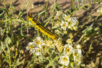 White-lined Sphinx moth (Hyles lineata) caterpillars feeding, Anza Borrego Desert State Park, San Diego county, California