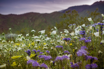 Obraz premium Sunset landscape in Anza Borrego Desert State Park during a spring super bloom, California