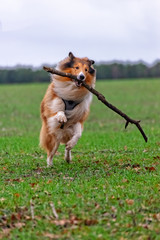 American Longhair Collie