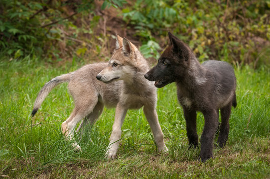 Two Grey Wolf (Canis lupus) Pups Look Left Summer