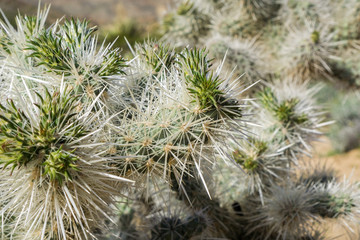 Silver cholla, Joshua Tree National Park, California