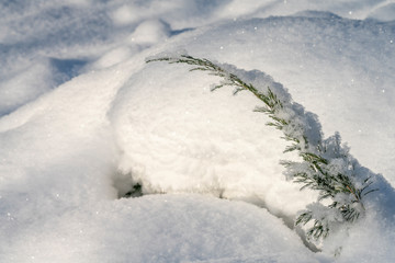 Huge snowdrifts, which sticks out from under the sprig of juniper