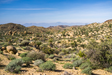 Fototapeta na wymiar Landscape in Joshua Tree National Park, California