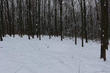  Winter snow-covered forest strikes with its beauty and silence