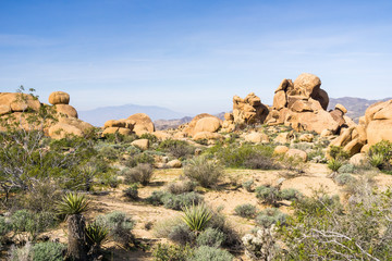Fototapeta na wymiar Rocky landscape in Joshua Tree National Park, California