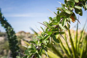 Ocotillo (Fouquieria splendens) leaves close up, Joshua Tree National Park, California
