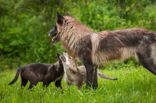 Two Grey Wolf (Canis lupus) Pups Look Up at Juvenile Summer