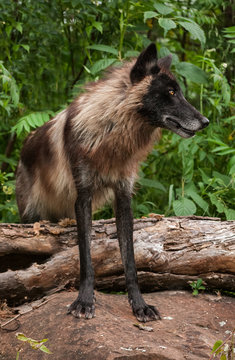 Black Phase Grey Wolf (Canis lupus) Stands Over Log Looking Right Summer