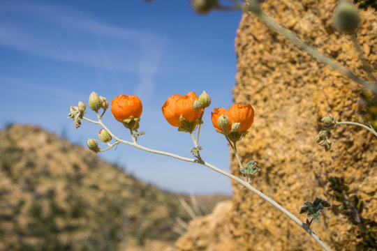 Desert Globemallow (Sphaeralcea ambigua) blooming in Joshua Tree National Park, California