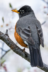 American Robin perched on a branch in a flowering tree