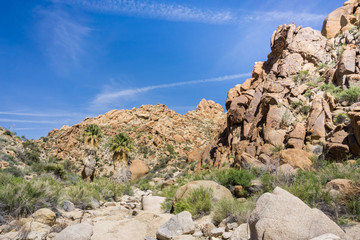 Fototapeta na wymiar Landscape in the Lost Palms Oasis canyon, a popular hiking spot, Joshua Tree National Park, California