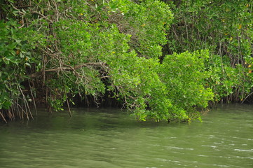 river in the mangrove forest