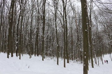  Winter snow-covered forest strikes with its beauty and silence