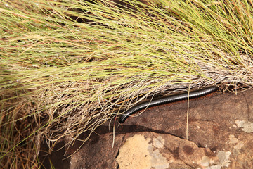 A Black African millipede (Archispirostreptus gigas) crawling on a rock.