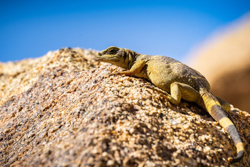 Young Common Chuckwalla (Sauromalus ater) lounging on a rock, Joshua Tree National Park, California