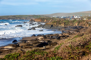 Elephant Seals along the Beach with Tourist