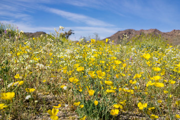 Field of wildflowers in south Joshua Tree National Park, California