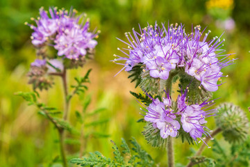 Close up of Lacy Phacelia (Phacelia cryptantha) wild flowers, California