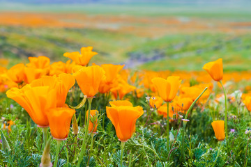 Close up of California Poppies (Eschscholzia californica) during peak blooming time, Antelope Valley California Poppy Reserve