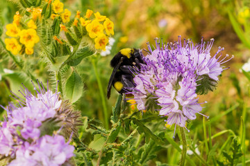 Bumble bee pollinating a Lacy Phacelia (Phacelia cryptantha) wild flower, California