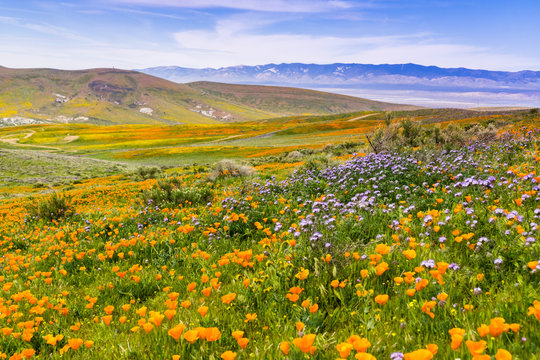 Wildflowers blooming on the hills in springtime, California